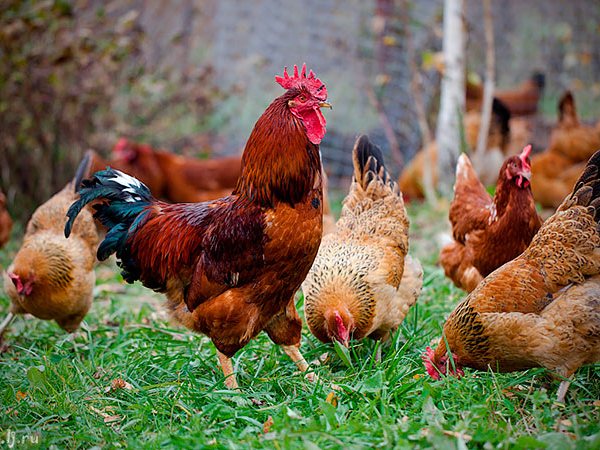 Породы куриц | ЗооТом - продажа, вязка и услуги для животных в Новомичуринске