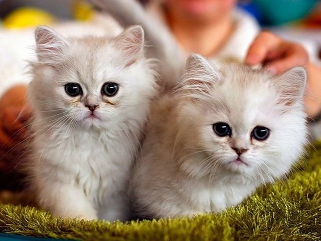 Породы кошек в Новомичуринске | ЗооТом портал о животных