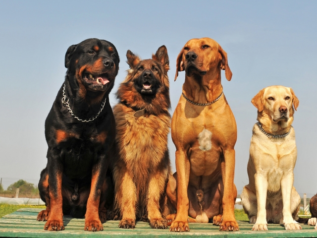 Крупные породы собак в Новомичуринске | ЗооТом портал о животных